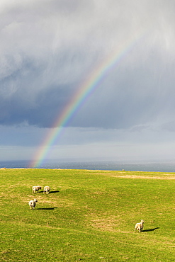 Sheep grazing under a rainbow at Otago Peninsula, Otago, South Island, New Zealand, Pacific