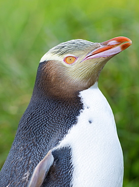 Yellow-eyed penguin (Megadyptes antipodes), Dunedin, Otago Peninsula, South Island, New Zealand,
