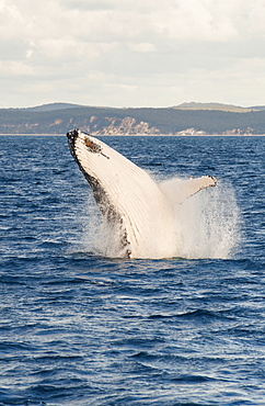 Humpback whale (Megaptera novaeangliae) breaching, Hervey Bay, Queensland, Australia, Pacific