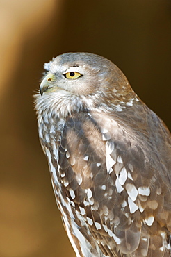 Elmo the Barking Owl (Ninox connivens), Lone Pine Koala Sanctuary, Brisbane, Queensland, Australia, Pacific