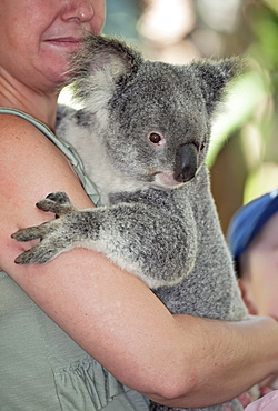 Koala hugging (Phascolarctos Cinereous), Lone Pine Koala Sanctuary, Brisbane, Queensland, Australia, Pacific