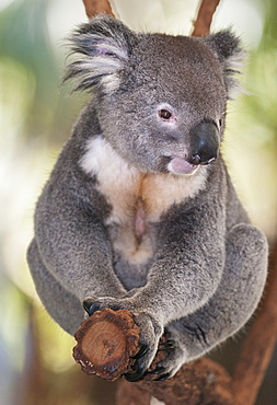 Koala (Phascolarctos Cinereous) sitting on eucalyptus tree branch, Brisbane, Queensland, Australia, Pacific