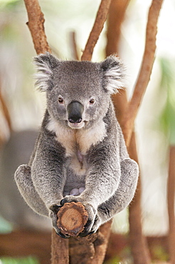 Koala (Phascolarctos Cinereous) sitting on eucalyptus tree branch, Brisbane, Queensland, Australia, Pacific