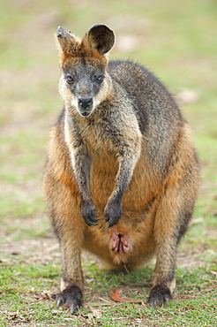 Wallaby, Lone Pine Koala Sanctuary, Brisbane, Queensland, Australia, Pacific