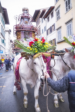 An ornate Ox cart for the Explosion of the Cart festival (Scoppio del Carro ) where on Easter Sunday a cart of pyrotechnics is lit, Florence, Tuscany, Italy, Europe