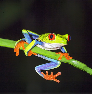 Red eyed tree frog (Agalychins callydrias) on green stem, Sarapiqui, Costa Rica, Central America