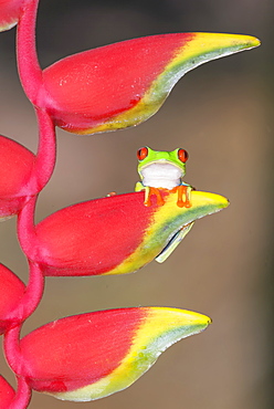 Red eyed tree frog (Agalychins callydrias) on Heliconia flower, Sarapiqui, Costa Rica, Central America