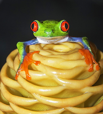 Red eyed tree frog (Agalychins callydrias) on yellow flower, Sarapiqui, Costa Rica, Central America