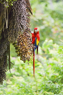 Scarlet Macaw (Ara macao) perching on a tree, Corcovado National Park, Osa Peninsula, Costa Rica, Central America