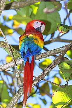 Scarlet Macaw (Ara macao) perching on a tree, Corcovado National Park, Osa Peninsula, Costa Rica, Central America