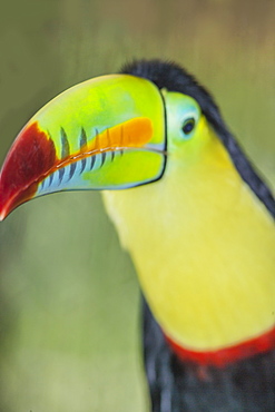 Keel-billed toucan (Ramphastos sulfuratus), Sarapiqui, Costa Rica, Central America