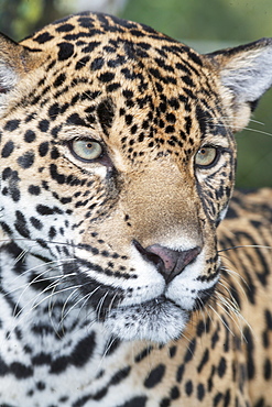 Close-up of an adult male Jaguar (Panthera onca), Costa Rica, Central America