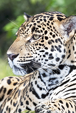 Close-up of an adult male Jaguar (Panthera onca), Costa Rica, Central America