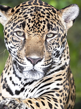 Close-up of an adult male Jaguar (Panthera onca), Costa Rica, Central America