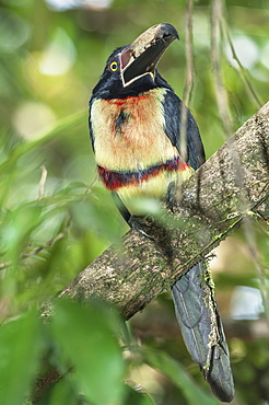 Collared Aracari (Pteroglossus torquatus) perched on tree, Sarapiqui, Costa Rica, Central America