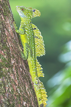 Plumed Basilisk (Basiliscus plumifrons) moving up tree, Costa Rica, Central America