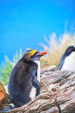 Macaroni penguin (Eudyptes chrysolophus) on a rocky islet, East Falkland, Falkland Islands, South America