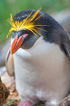 Close-up of a macaroni penguin (Eudyptes chrysolophus), East Falkland, Falkland Islands, South America