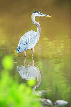 Great blue heron (Ardea herodias) looking for food, Sanibel Island, J.N. Ding Darling National Wildlife Refuge, Florida, United States of America, North America