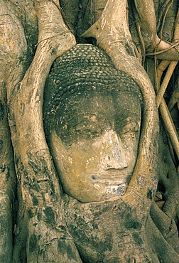 Head of Buddha statue overgrown with tree roots, Wat Phra Mahathat, Ayuthaya (Ayutthaya), UNESCO World Heritage Site, Thailand, Southeast Asia, Aisa