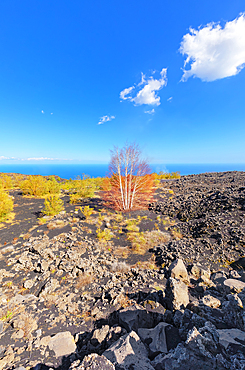 Volcanic landscape, Etna, UNESCO World Heritage Site, Etna, Sicily, Italy, Mediterranean, Europe