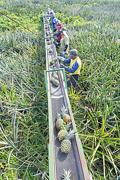 Workers putting pineapples on a conveyor belt, Costa Rica, Central America
