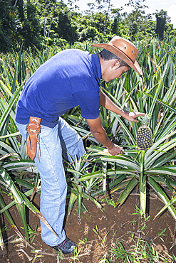 Farmer cutting pineapple, Sarapiqui, Costa Rica