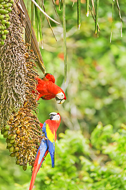 Scarlet Macaws (Ara macao), Corcovado National Park, Osa Peninsula, Costa Rica