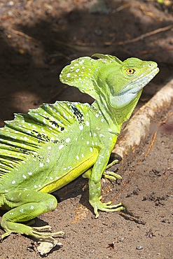 Basilisk lizard (Basiliscus plumifrons), Costa Rica