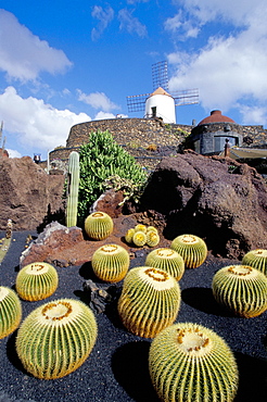 Cacti and windmill at Jardin de los Cactus, Cesar Manrique's work of art, Lanzarote, Canary Islands, Spain, Atlantic, Europe