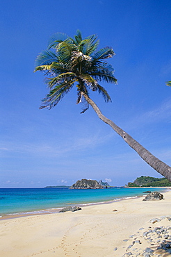 Palm tree at Praia do Conceicao beach, Parque Nacional de Fernando de Norohna, Fernando de Noronha, Pernambuco, Brazil, South America