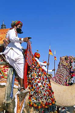 Camel adorned with colourful tassel and bridles, with camelier, Bikaner Desert Festival, Rajasthan state, India, Asia