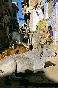 Sacred cows sitting in a narrow street, Rajasthan state, India, Asia