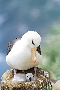 A black-browed albatross (Thalassarche melanophris) looking at its chick, Saunders Island, Falkland Islands, South Atlantic, South America