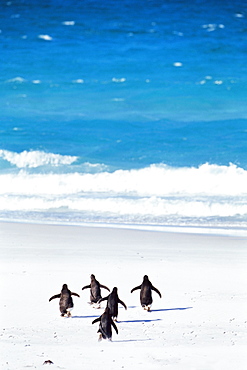 King penguins (Aptenodytes patagonicus) running into the sea, Volunteer Point, East Falkland, Falkland Islands, South Atlantic, South America