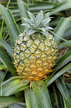 Greenhouse cultivation of pineapple, Faja da Baixo, Sao Miguel Island, Azores, Portugal, Europe