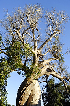 Spiral trunk of baobab tree, between Morondava and Belon'i Tsiribihina, Madagascar, Africa 