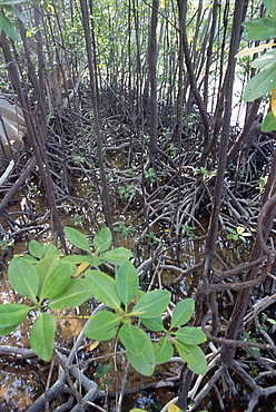 Mangroves, south coast, island of Curieuse, Seychelles, Indian Ocean, Africa