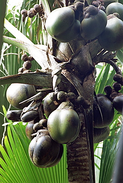 Close-up of coco de mer, Vallee de Mai National Park, island of Praslin, Seychelles, Indian Ocean, Africa