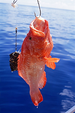 Fish hanging from hook, northeast coast, island of Praslin, Seychelles, Indian Ocean, Africa