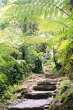 Les chutes de Carbert, Basse-Terre region, Guadeloupe, French Antilles, West Indies, Central America