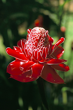 Rose de Porcelaine, Commune de Sainte Marie, island of Martinique, French Lesser Antilles, West Indies, Central America