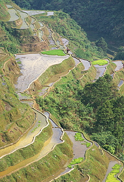 Banaue terraced rice fields, UNESCO World Heritage Site, northern area, island of Luzon, Philippines, Southeast Asia, Asia