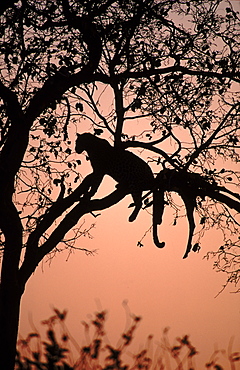 Leopard male in tree with Impala carcass, Botswana Okavango Delta