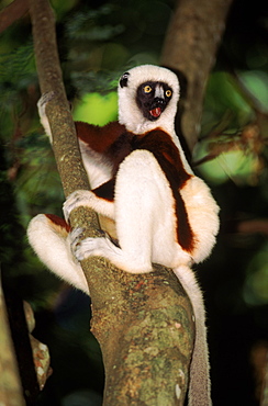 Coquerel's sifaka calling in tree, Madagascar, Ankarafantsika Reserve