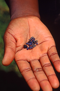 Sapphire miner holds sapphires found nr Ankarana SR, Madagascar