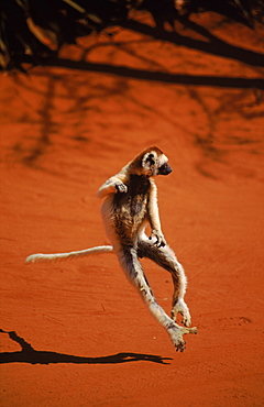 Verreaux's Sifaka dancing, Madagascar