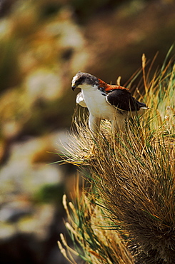 Red backed buzzard (Buteo polyosoma) Falkland Island, Antarctica