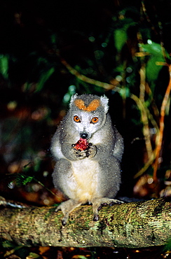 Female Crowned lemur feeding (Eulemur coronatus), Montagne d'ambre National Park, Madagascar 