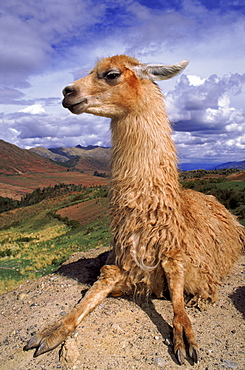 Llama, Cusco, Peru